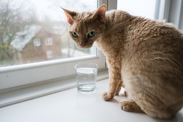 Picking the Perfect Metal Cat Water Fountain for a Sensitive Tummy